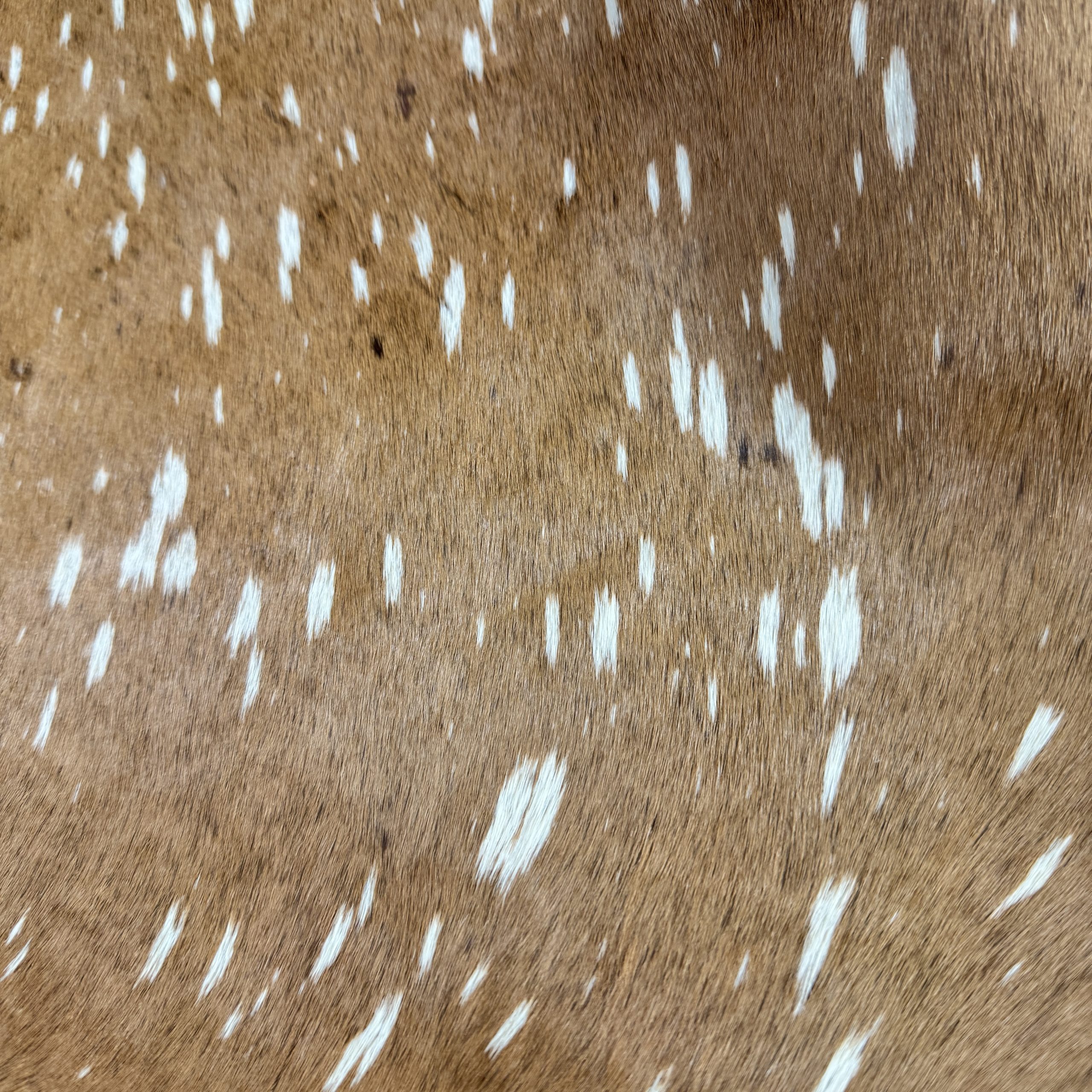 T26497 Deer Spot Print Hair-On Cowhide Leather - Image 2